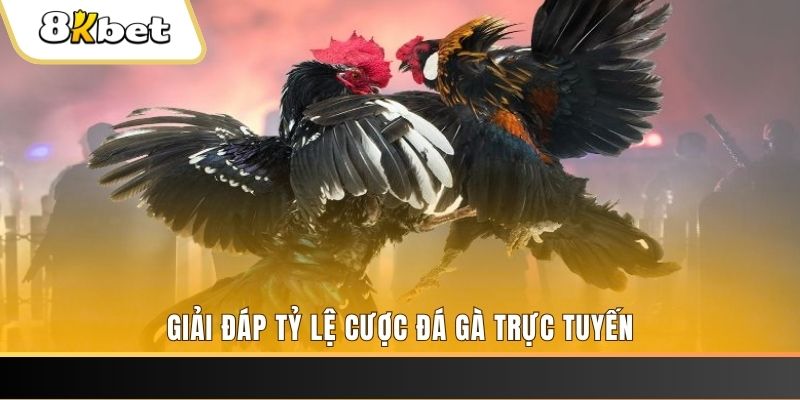51live ga choi cau thanh